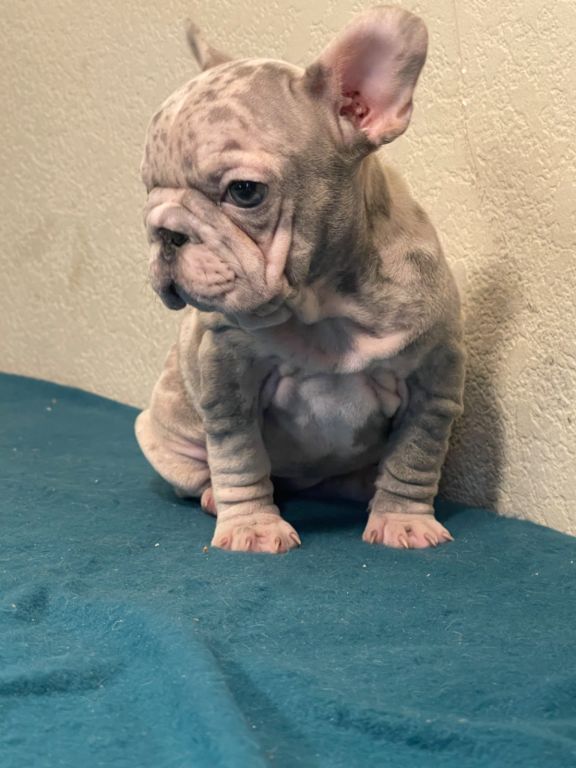 Velvet big rope, French Bulldogs available