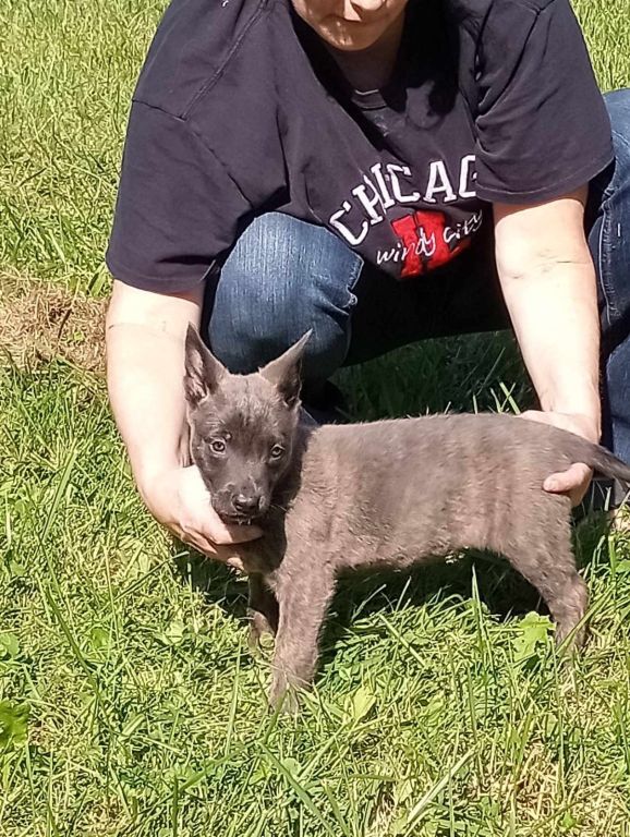 Ukc registered Dutch Shepherds