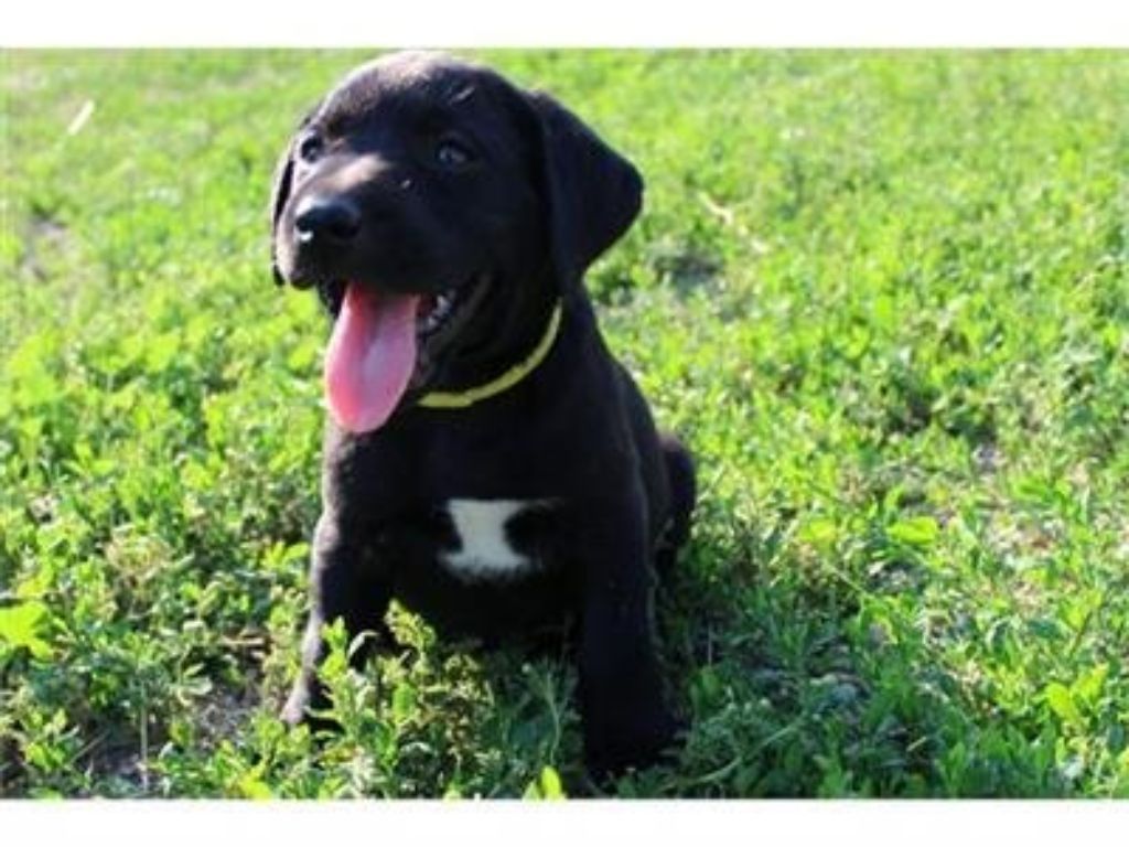 Labradir Retriever Hybrid Retriever Puppies & Started Dogs