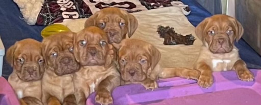 Pure Bred Dogue de Bardeaux (French Mastiff) Puppies