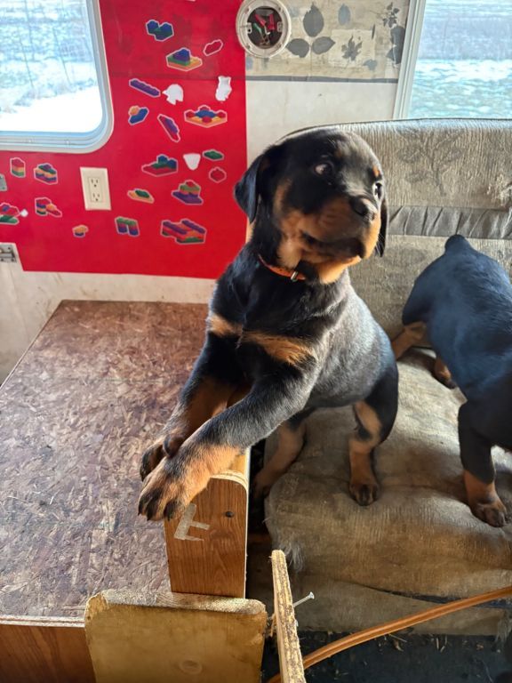 Rottweiler puppies