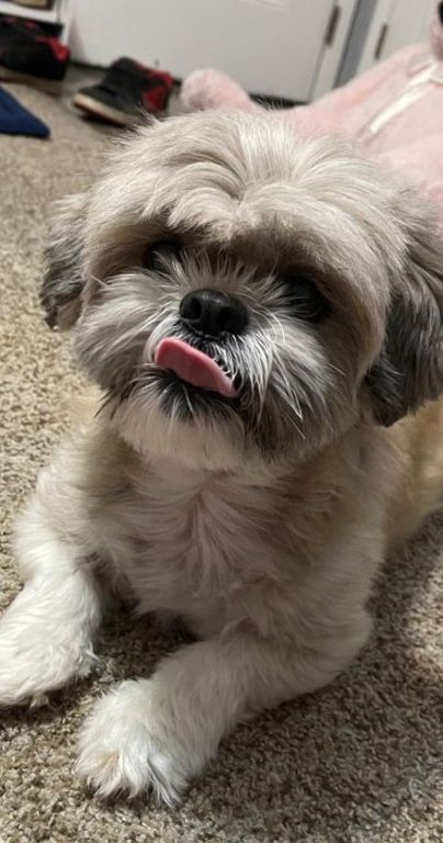 Adorable Shih Tzu