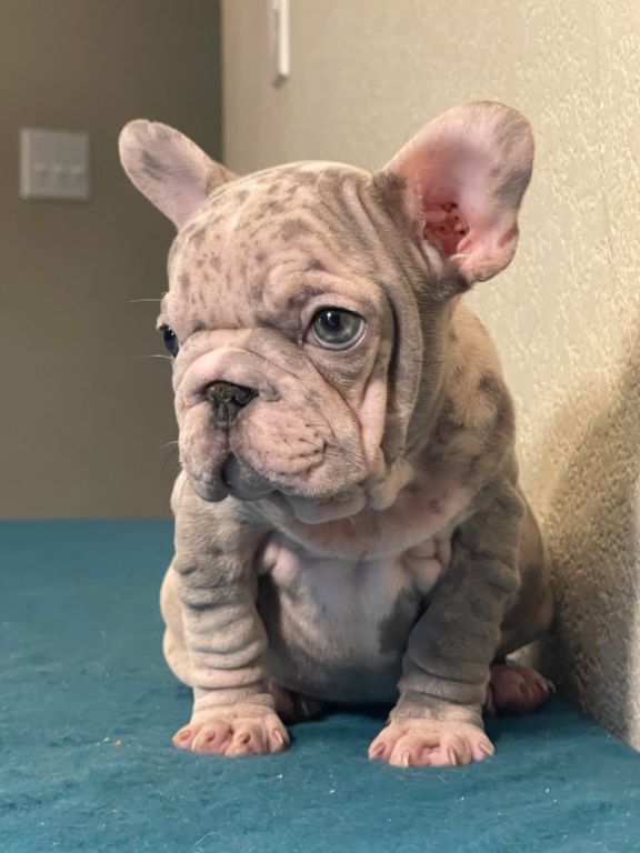 Velvet big rope, French Bulldogs available