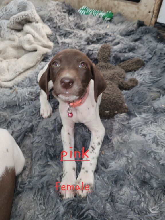 German shorthaired pointer puppies