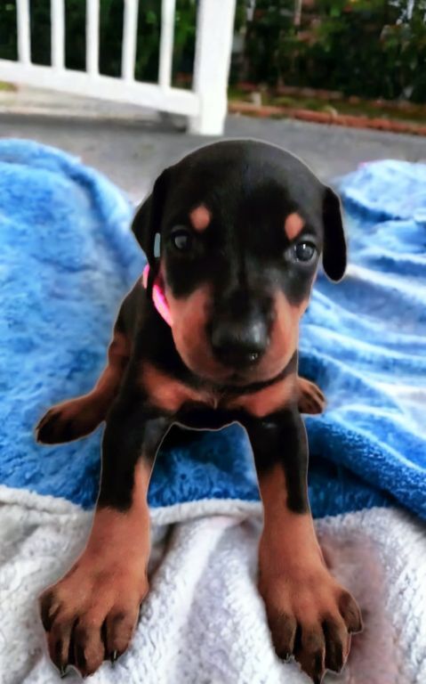 Doberman Pinscher puppies