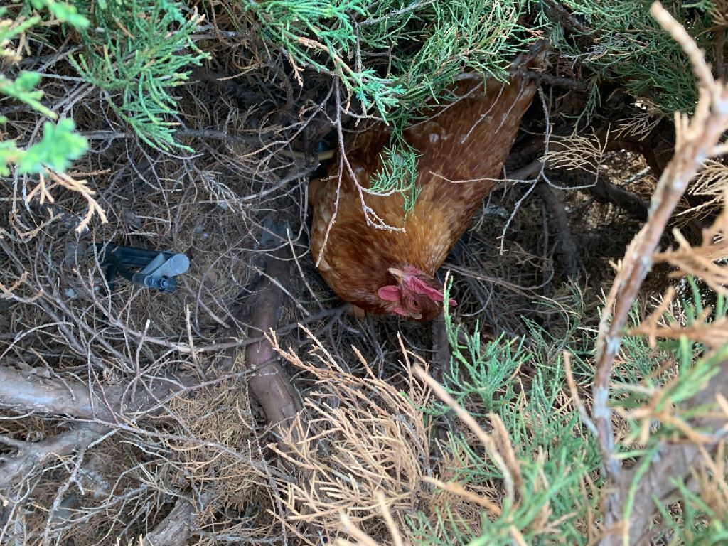 Free egg laying hens. We will be moving and can't take them with us.