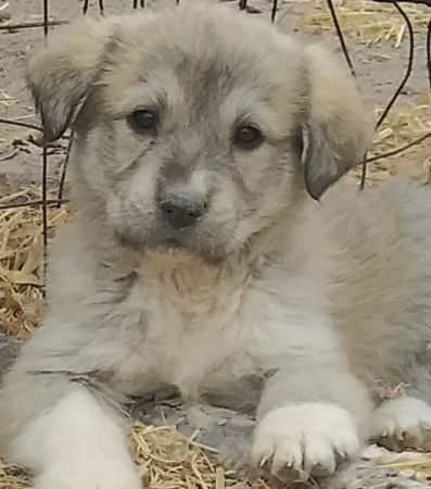 Anatolian-kangal/pyrenees