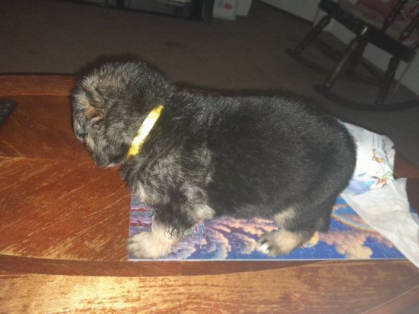 AKC German shepherd puppies for sale
