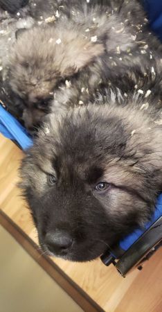 Russian bear dog (caucasian ovcharka) puppies