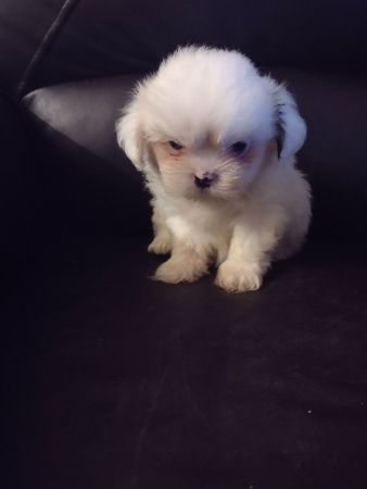 Shih tzu puppies