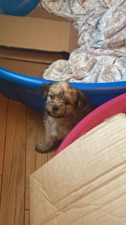 Yorkipoo
