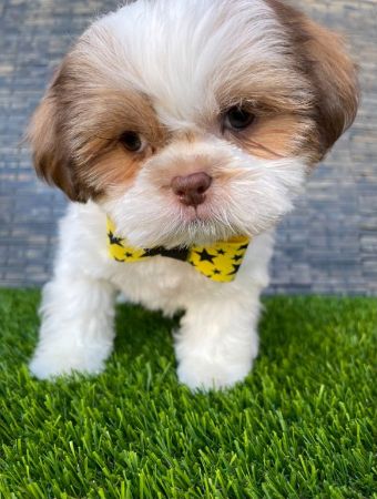 Unique Shih Tzu Puppies