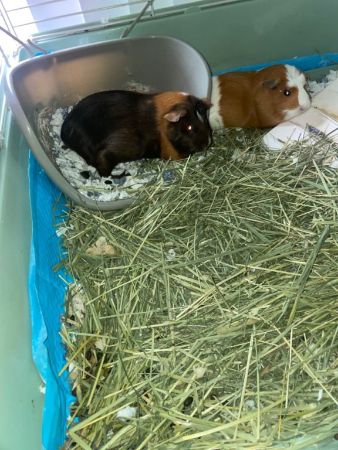 Guinea pigs