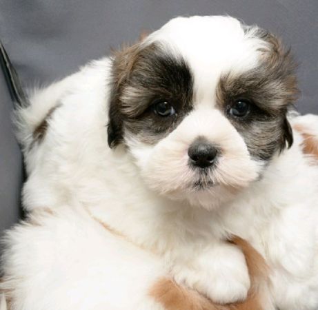 SHICHI PUPPIES - Dogs for Sale or Adoption Offered in Glen Rock, VA | Claz