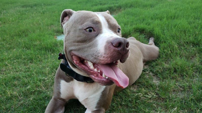 Gentle Loving American Terrier Pitbull Needs Rehoming