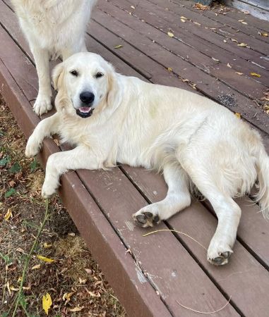 AKC English Cream Golden Retriever Puppies
