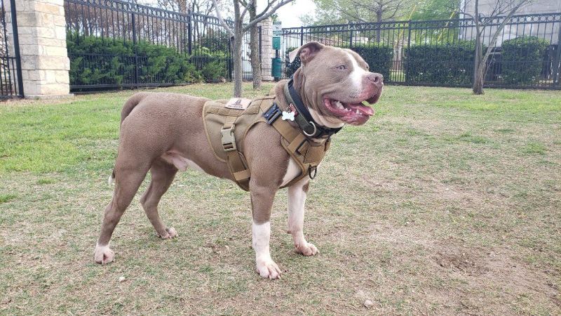 Gentle Loving American Terrier Pitbull Needs Rehoming