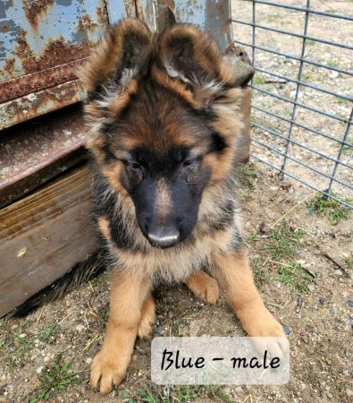 Long-haired German Shepherd puppies