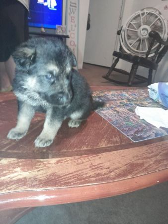 AKC German shepherd puppies for sale