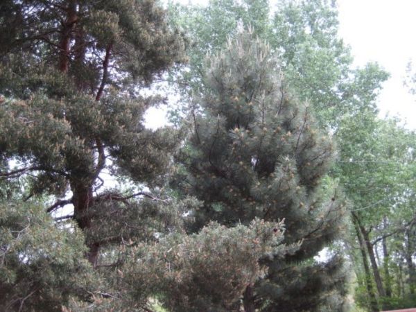 Save TREES fight Climate Change with BEYOND Plant Amendment™  Earth friendly -  treat plants & trees
