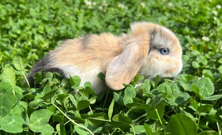 Holland Lop bunnies