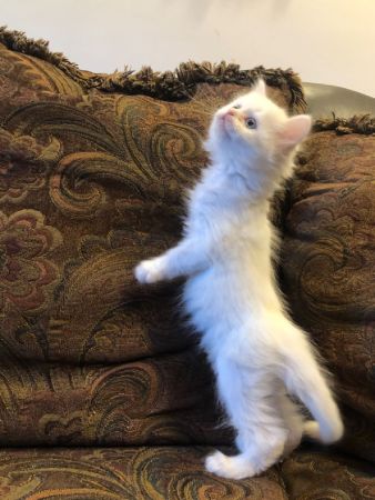 Persian Chinchilla & Turkish Angora Mix Kittens for sale (~3 months old ...