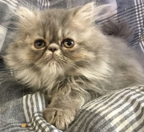 Blue Tabby Persian Female Kitten | Claz