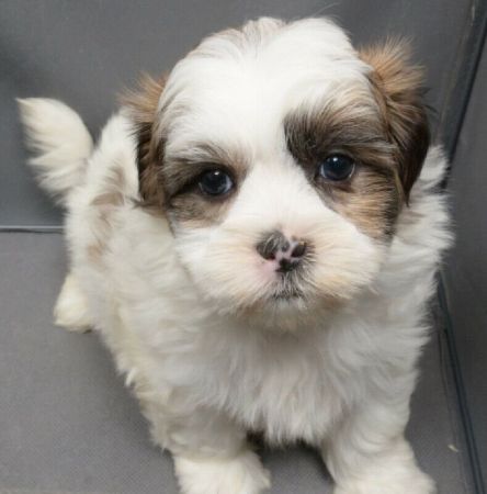 SHICHI PUPPIES - Dogs for Sale or Adoption Offered in Glen Rock, VA | Claz