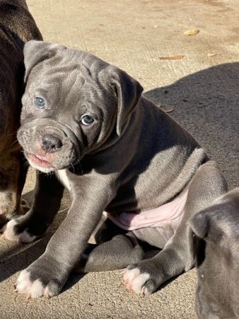 Olde English Bulldogge