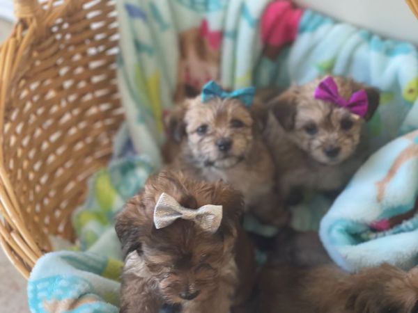 Yorkipoo