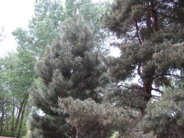 Save TREES fight Climate Change with BEYOND Plant Amendment™  Earth friendly -  treat plants & trees