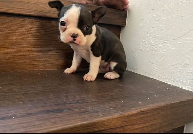 8 week old Boston Terrier Puppies