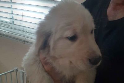 Golden Retriever Puppies For Sale Classified Ads In Wheaton