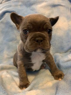 french bulldog puppies cheyenne