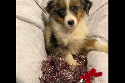 55+ Australian Shepherd Puppies For Sale In Texas