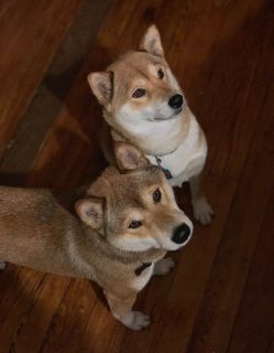 Puppy For Sale Classifieds In Angola Indiana Clazorg
