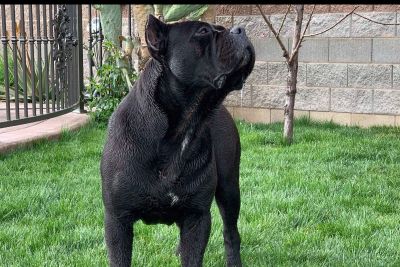 Cane Corso Puppies Classifieds Clazorg