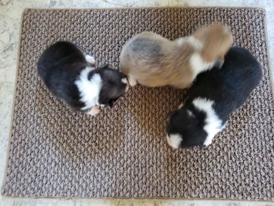 pembroke welsh corgi craigslist