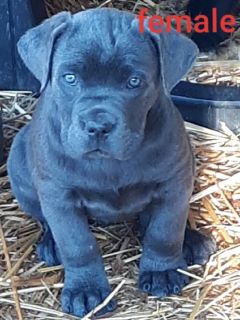 Akc Cane Corso Classifieds Clazorg