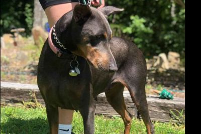 Arlene chandler doberman hot sale breeder