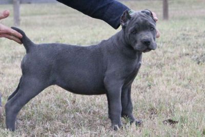 Cane Corso Puppies Classifieds Clazorg