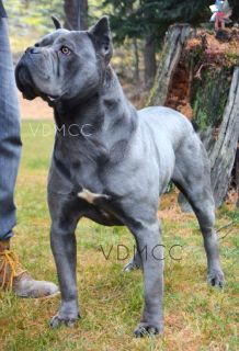adult cane corso for sale