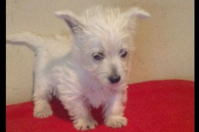 west highland terrier for sale craigslist