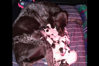 Puppy For Sale Classifieds In Franklinville New York Claz Org