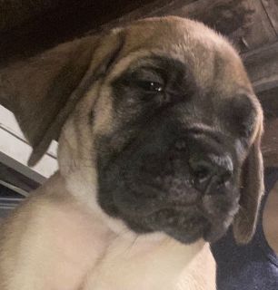 english mastiff puppies craigslist