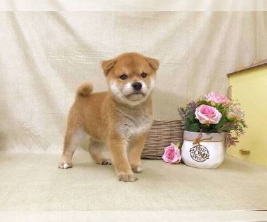 perfect puppy shiba inu