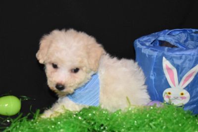 Bichon Frise For Sale Nc