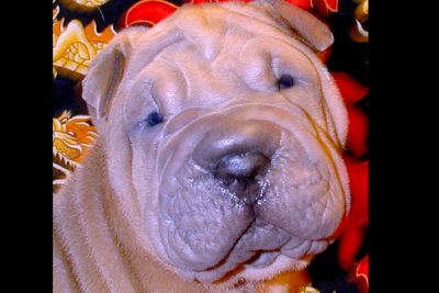 Chinese Shar Pei Dogs For Sale In Nc