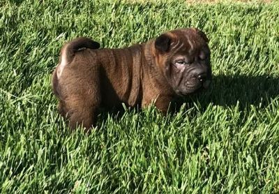 shar pei for sale craigslist