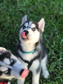 Droll Siberian Husky Puppies For Sale In Texas Craigslist